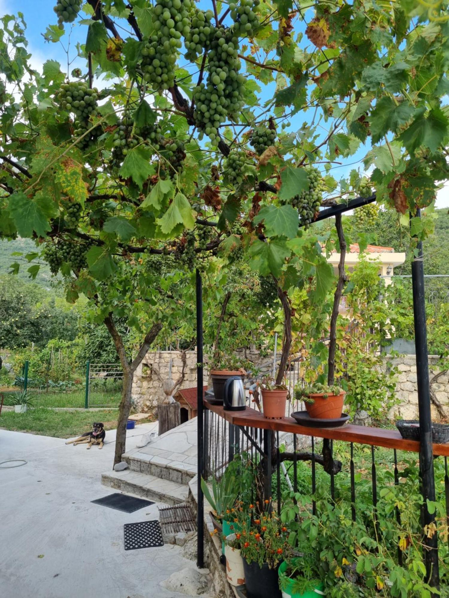 Guest House Duletic Budva Exteriér fotografie